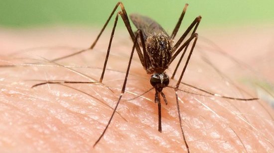 An Asian bush mosquito, also known as Aedes japonicus