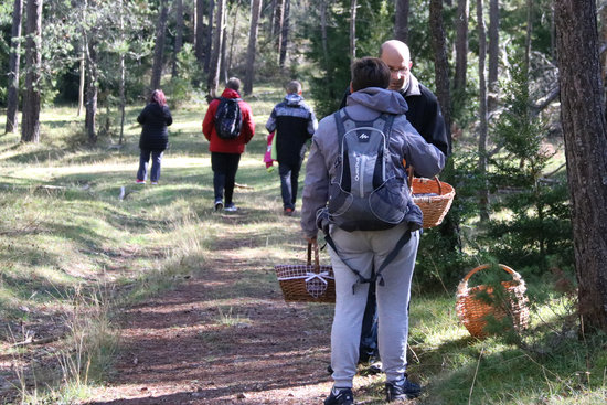 Mushroom foragers