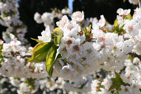 Blooming cherry flowers 