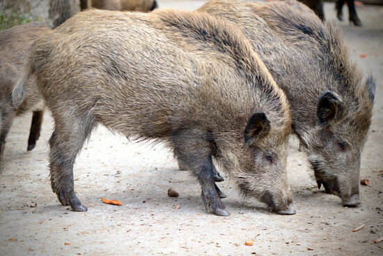 Archive image of two wild boars