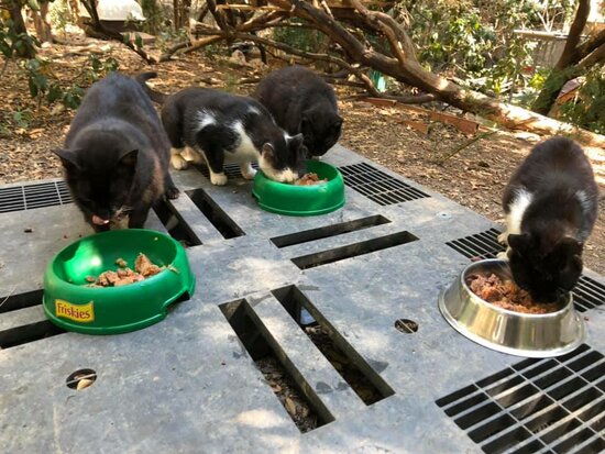 File image of cats