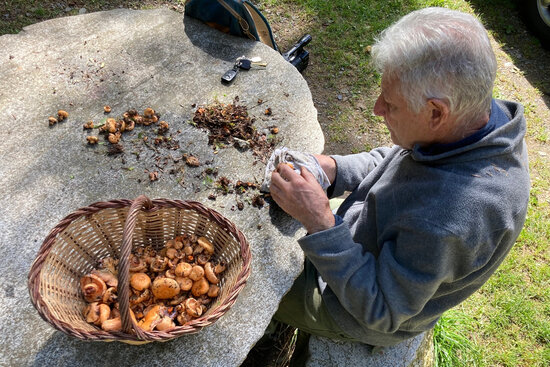 A man cleans some of the mushrooms picked in Campelles, in the county of Ripollès, in the Pyrenees mountains