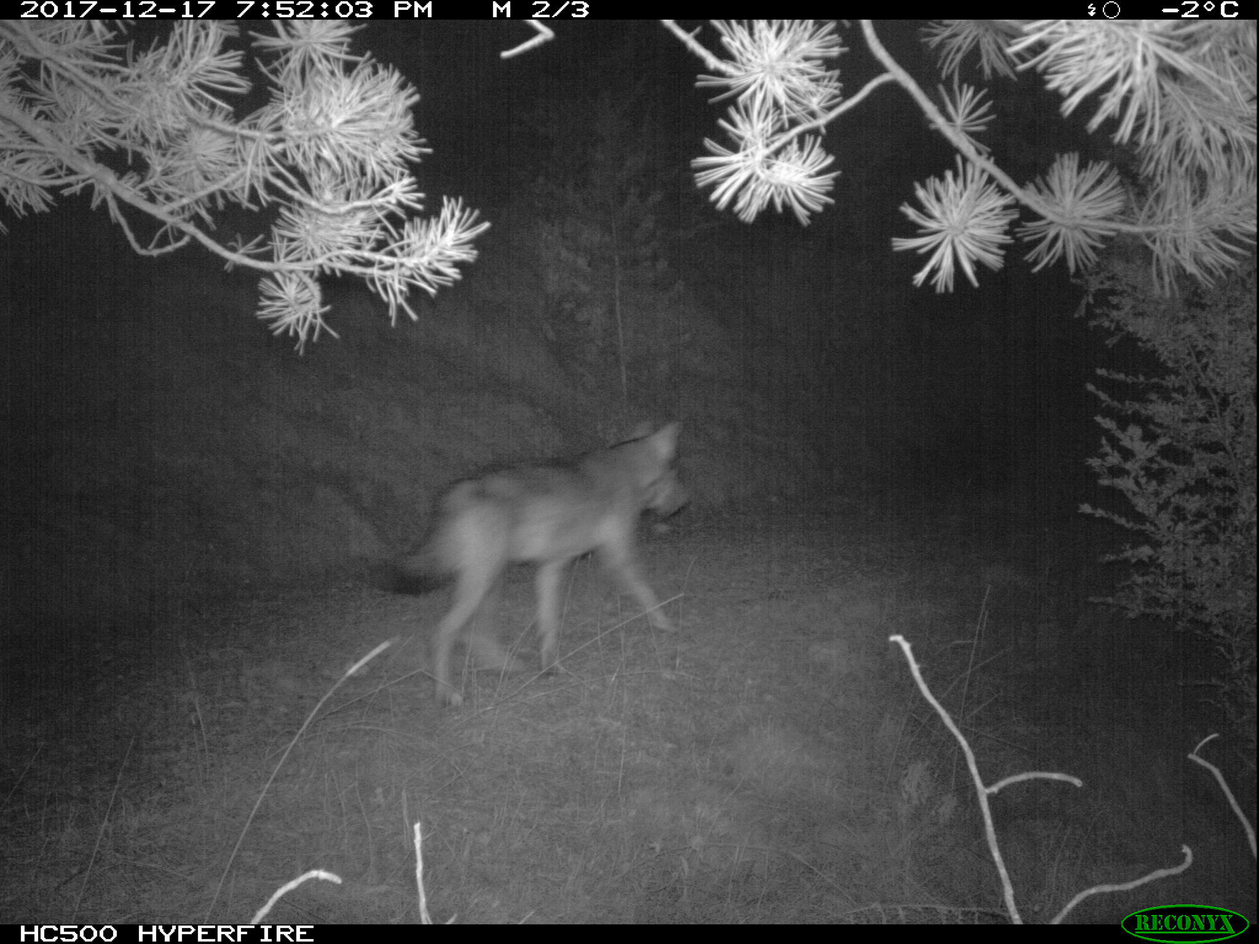 A wolf in Port del Comte mountain range, in Lleida.