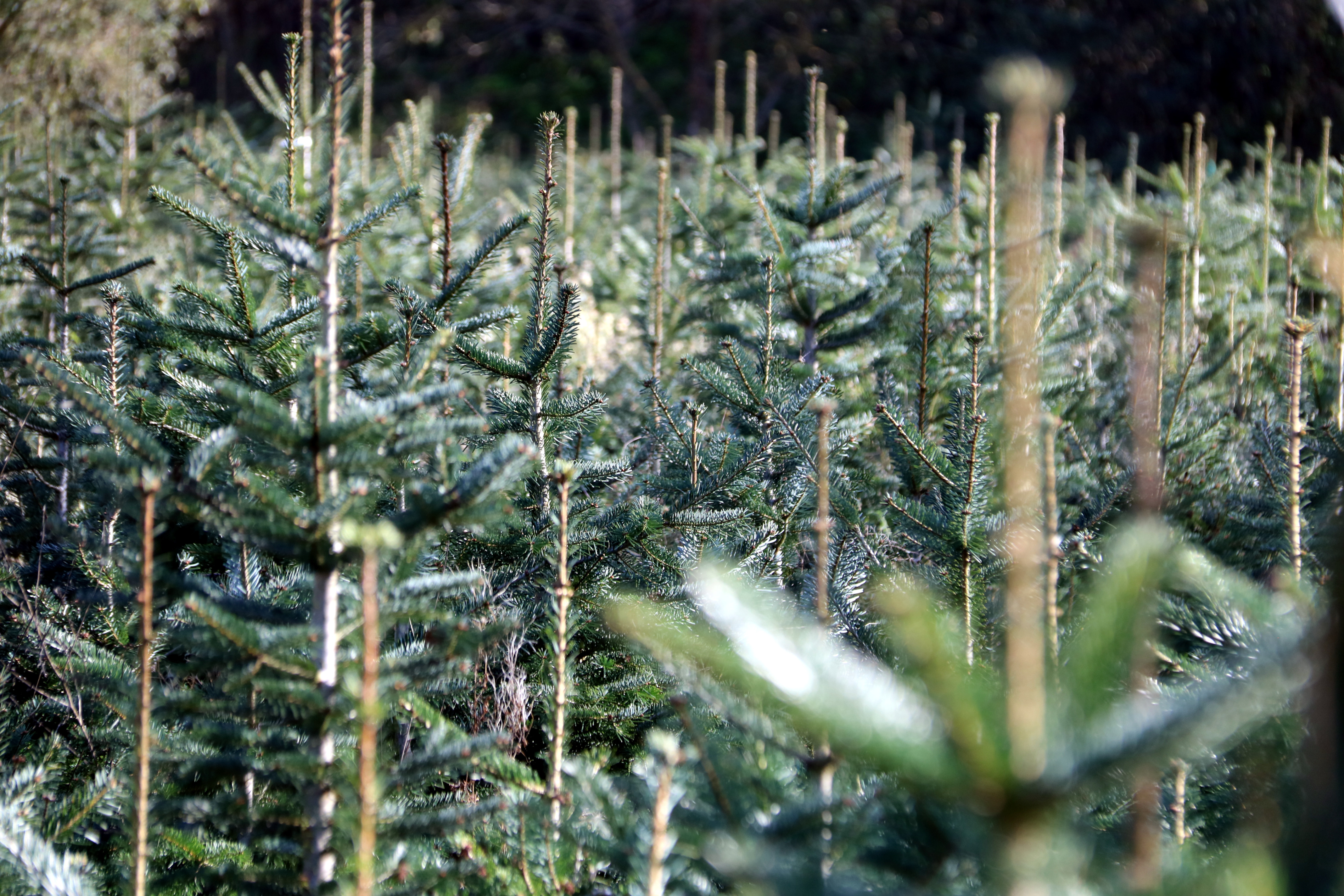 Christmas trees for sale at the Fira de l'Avet in Espinelves, 2019