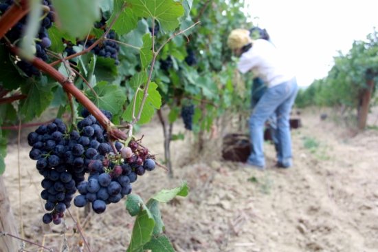 A Belat vineyard in the Penedès wine region (by S. Sabaté)