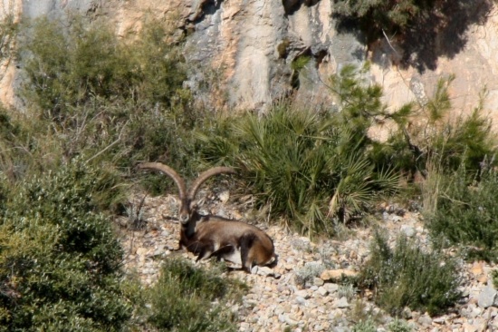 Wild Iberian goats at Els Ports natural park, in southern Catalonia (by ACN)