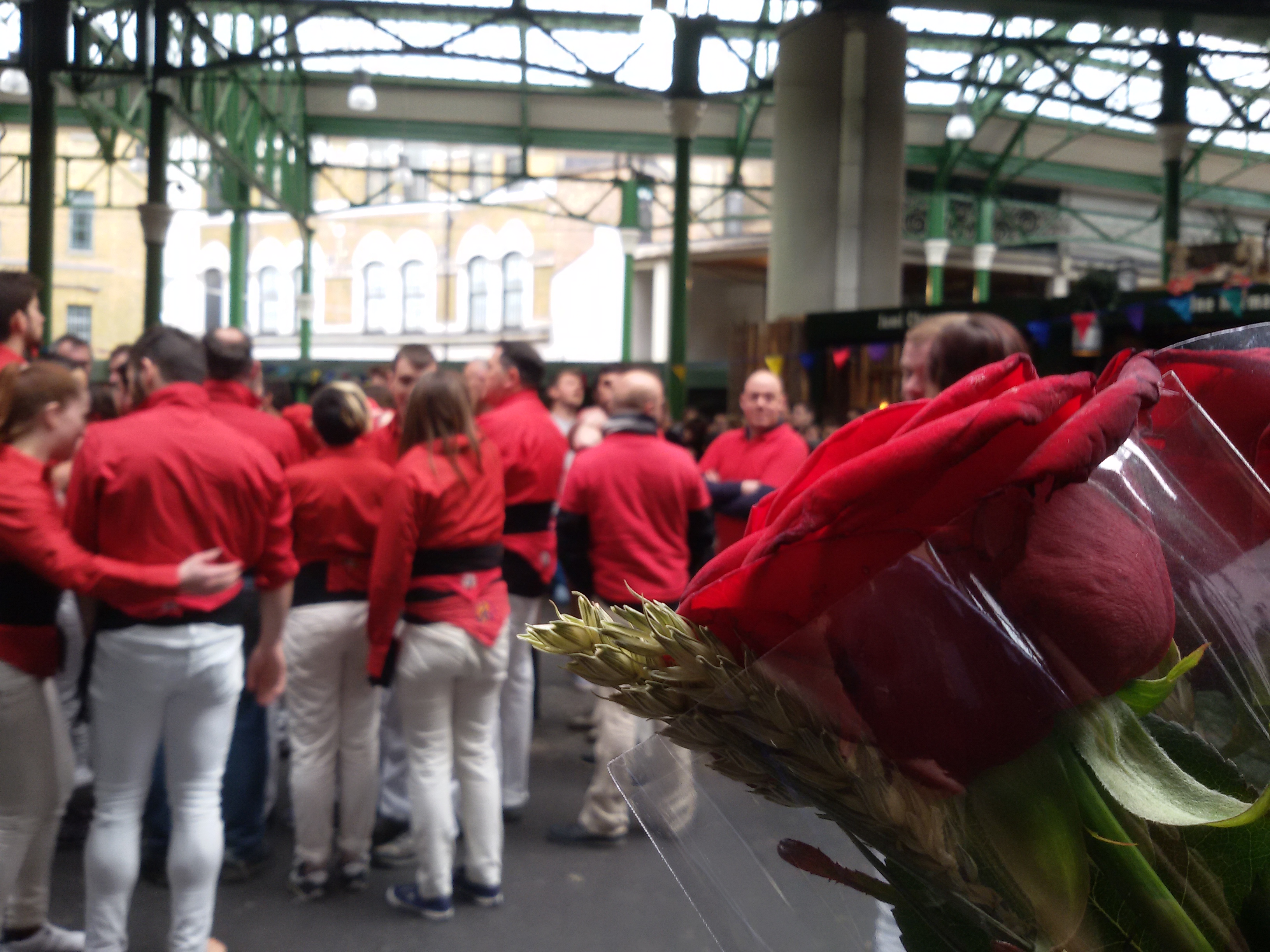 Close up of a rose with 'Castellers of London' on the background (by ACN)
