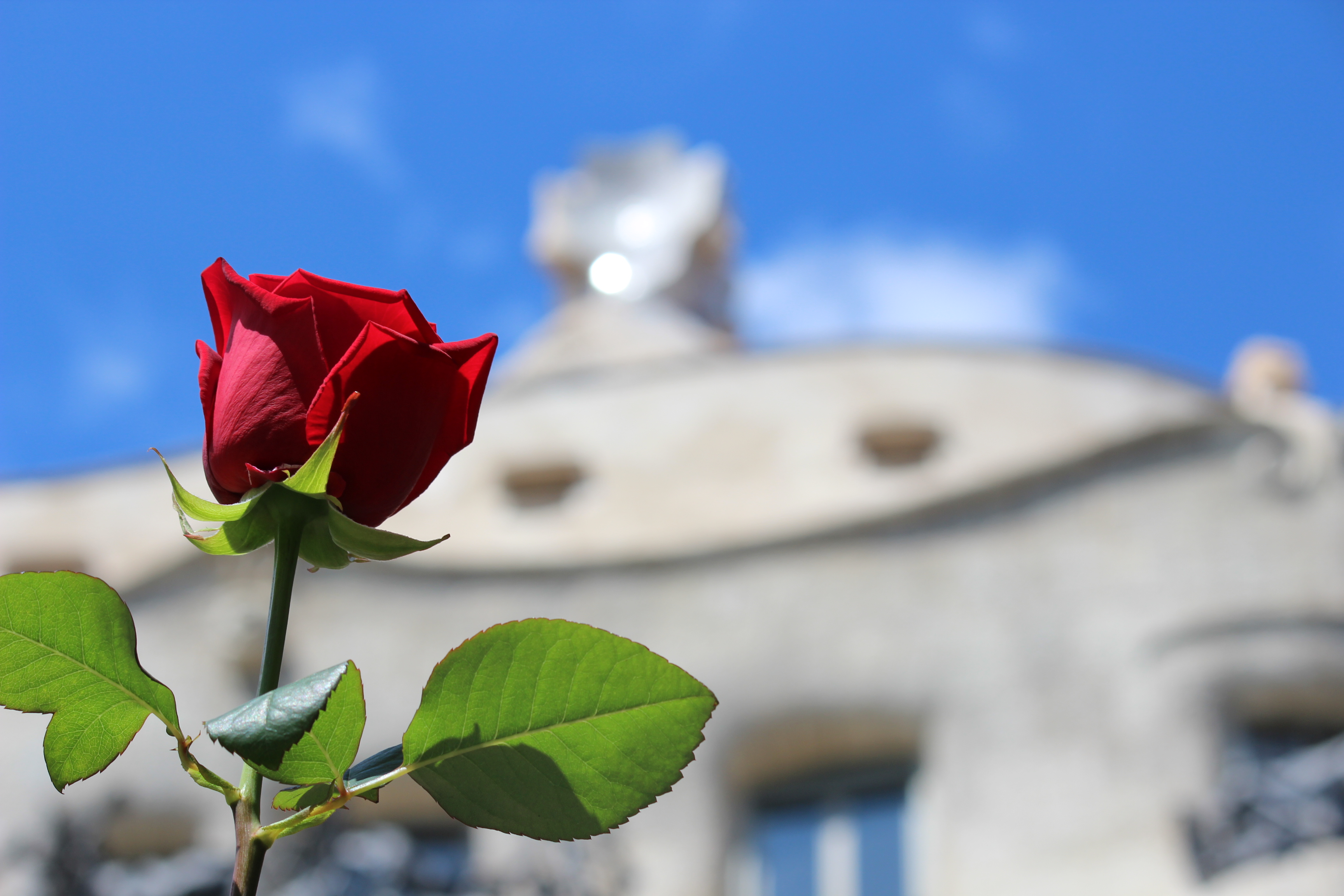 Close up of a rose with Gaudí's 'La Pedrera' on the background (by ACN)