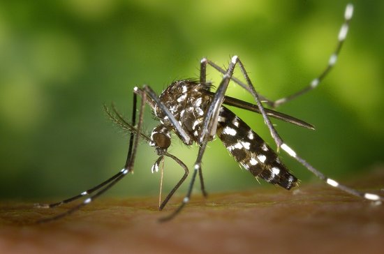 The mosquito that transmits Zika (by ACN)