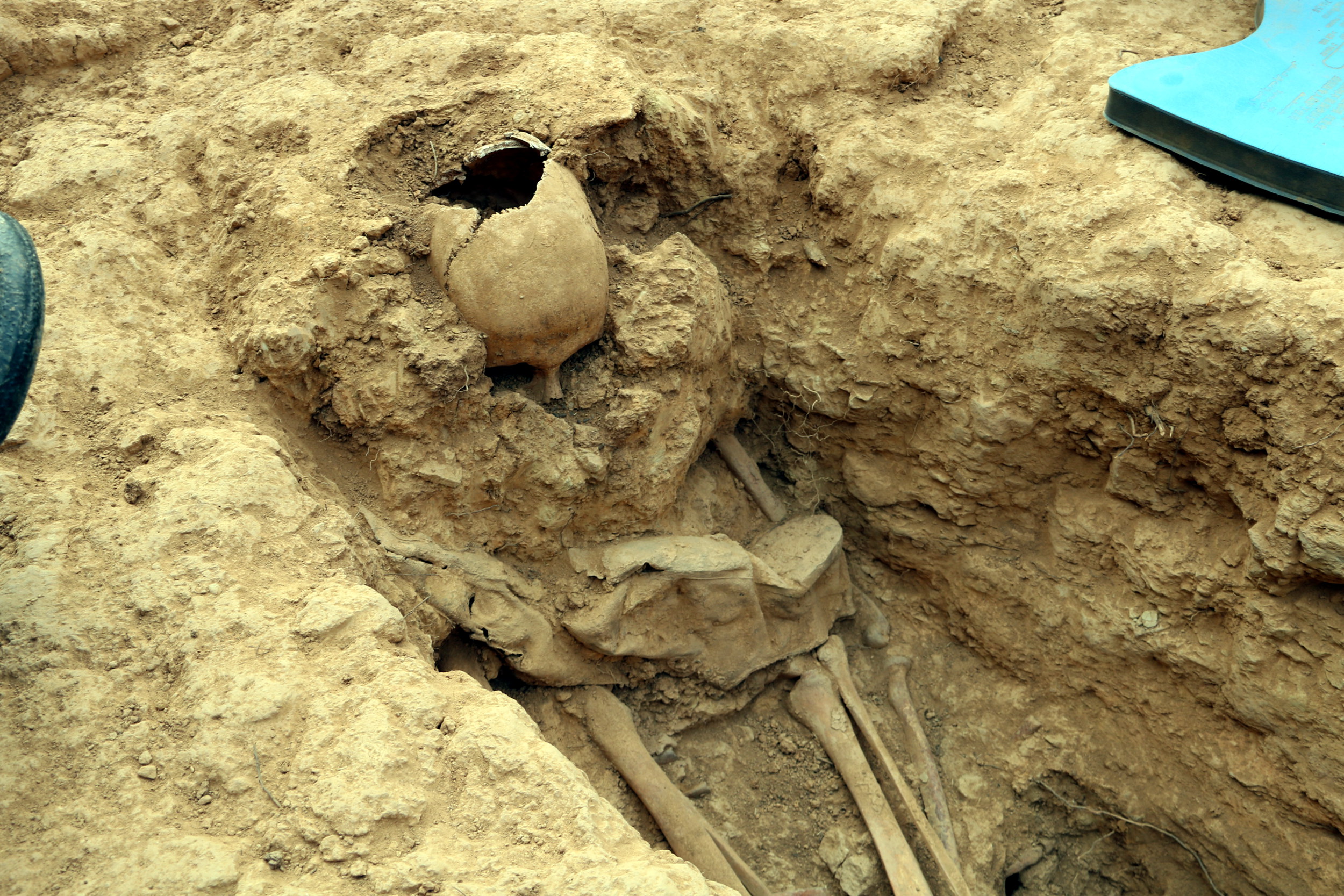 Skeleton found in mass grave in Vilanova del Meià (by Estela Busoms)