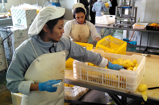 A worker at Mercabarna preparing potatoes for packaging (by ACN)