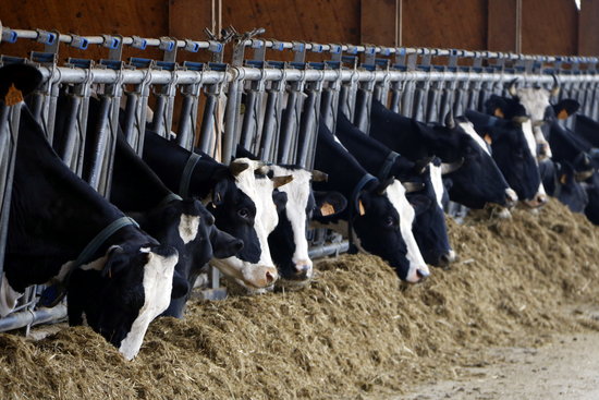 Cows at a family farm in Santa Maria de Palautordera (by ACN)