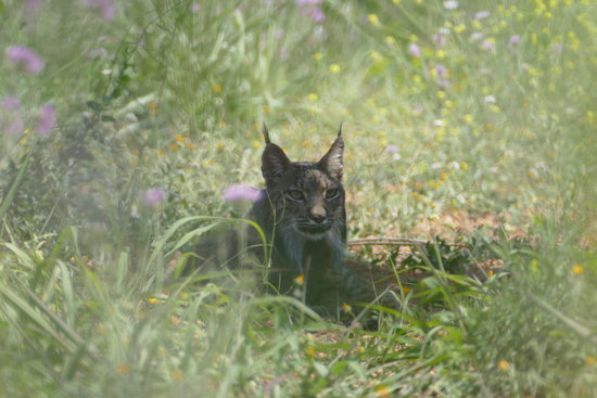 The Iberian lynx captured in Catalonia (photo courtesy of Agents Rurals on June 6 2018)