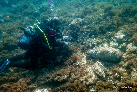 A diver examining the shell found close to Illes Formigues, in Costa Brava (by Ramon Casabayó)