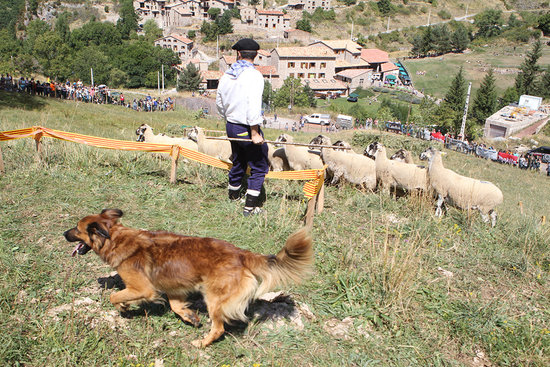A shepherd dog and a flock of sheep in the Castellar de n'Hug 2016 shepherd dogs contests (by Diputació de Barcelona)