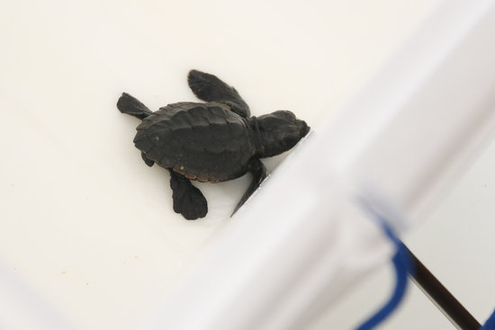 Turtle hatchling born on Monday (ACN)