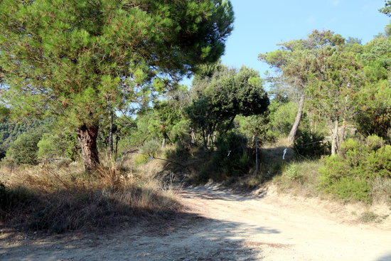 The access path for Mas El Vilet Castellterçol where the arrest was made on 27 August 2018 (by Gemma Aleman)