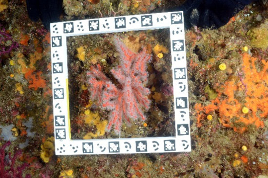 Red coral on the seabed (image courtesy of the Department of Territory and Sustainability on June 18 2018)