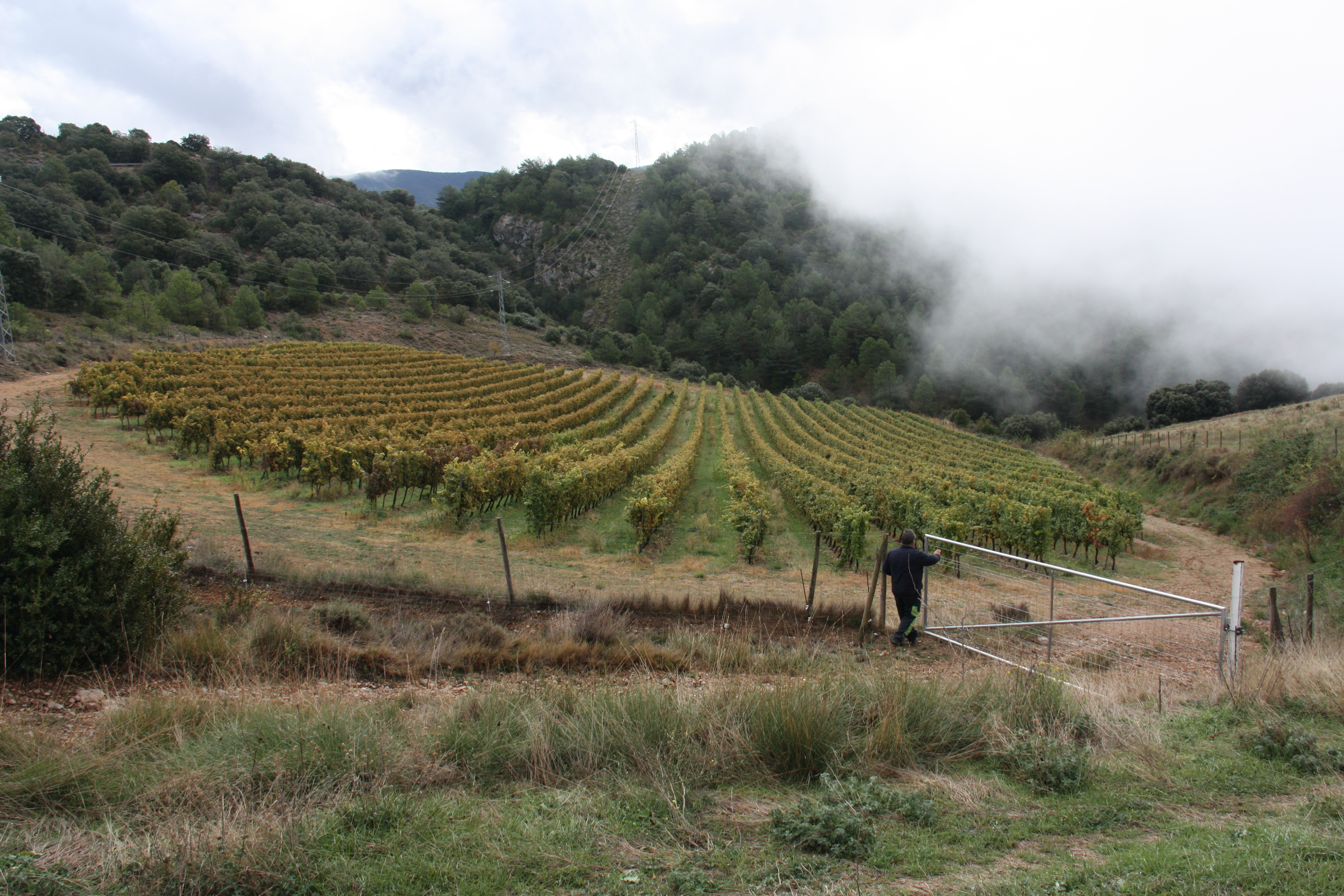 vineyard Alt Urgell