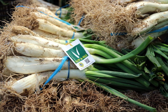 A bunch of Mercabarna 'calçots' prepared for sale (Photo: Àlex Recolons)