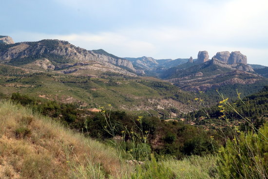 Image of the area affected by the 2009 wildfire in Horta de Sant Joan, in July 2019 (by Anna Ferràs)