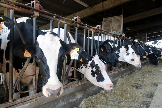 Close up image of cows at Campllong farm. (Photo: Xavier Pi)