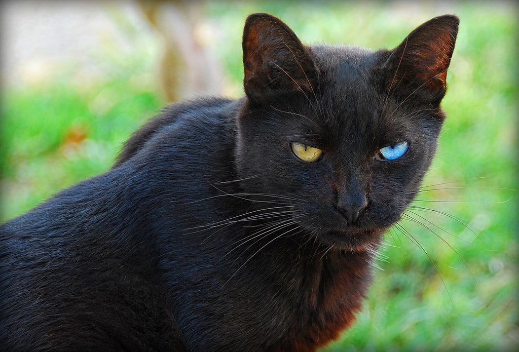 A black cat with two different coloured eyes (by Chris Yarzab, flickr)