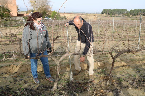 Sensors being set up in a vineyard in Sant Sadurní d'Anoia, on December 17, 2019 (by Xavi Toscano)