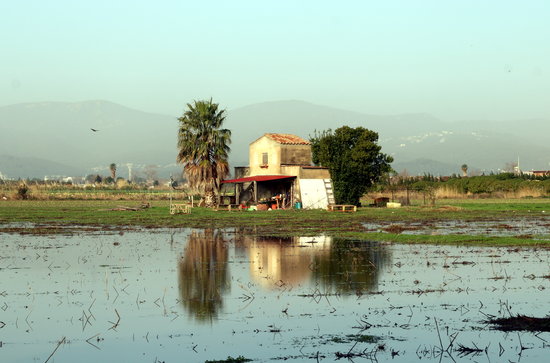 Field totally flooded after Storm Gloria in the Agrarian Park of Baix Llobregat, January 24, 2020 (by Àlex Recolons)