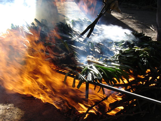 Calçots being cooked on an open flame in a restaurant in Valls (by Núria Torres)