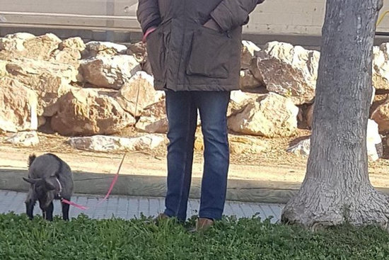 A man brings his goat for a walk in northern Catalonia (image courtesy of Catalan police)