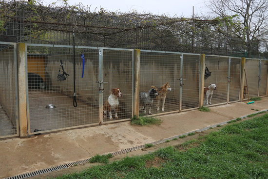 Dogs kept at the Bu Bap shelter in Girona (by Gerard Vilà)
