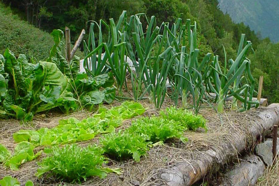 Visits to allotments are prohibited under confinement rules 