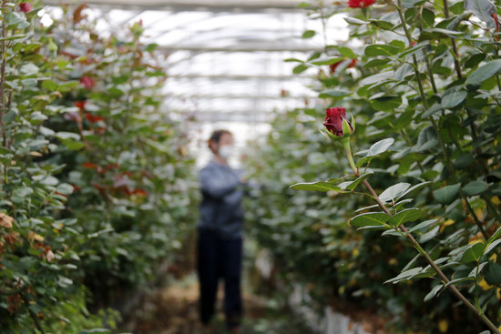 A floriculturist takes care of roses to be sold for Sant Jordi, on April 7, 2020 (by Jordi Pujolar)