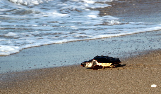 Image of a loggerhead sea turtle being released on Castelldefels beach, on August 26, 2020 (by Àlex Recolons)