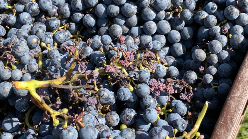 A bucket full of grapes with some affected by mildew, during the 2020 harvest in Albet i Noya wine harvest (by Cillian Shields)