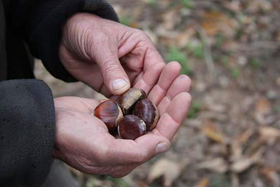 Chestnuts are at the heart of the Catalan tradition of Castanyada