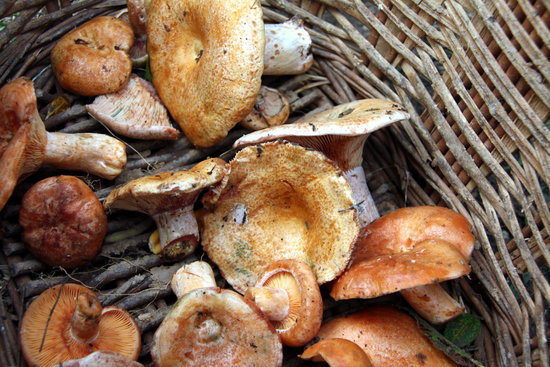 Mushrooms collected in a wicker basket in Castellar del Riu, Berguedà (Escolà E.)