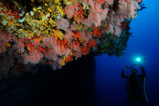A researcher observing Red Gorgonia on a dive (Image: Joaquim Garrabou) 