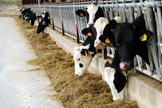 Cows from a dairy farm in Malla, in central Catalonia's Osona county (by Estefania Escolà)