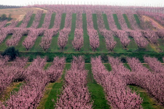 Fields of flowering peach trees in Aitona, February 24, 2021 (by Salvador Miret)