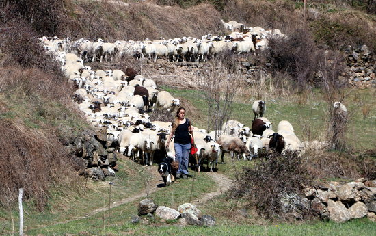 Shepherd Anna Plana photographed with her flock of sheep in Vall d'Àssua in the Catalan Pyrenees (by Marta Lluvich)