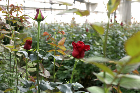 A rose growing in Maresme, Eastern Catalonia, on April 4, 2021 (by Jordi Pujolar)