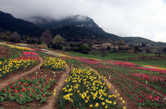 150,000 tulips planted in Coforb (Berguedà), rural northern Catalonia (by Mar Martí)