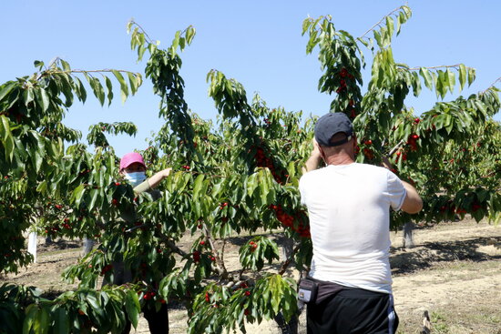 Harvest workers picking cherries in Seròs (by Laura Cortès)