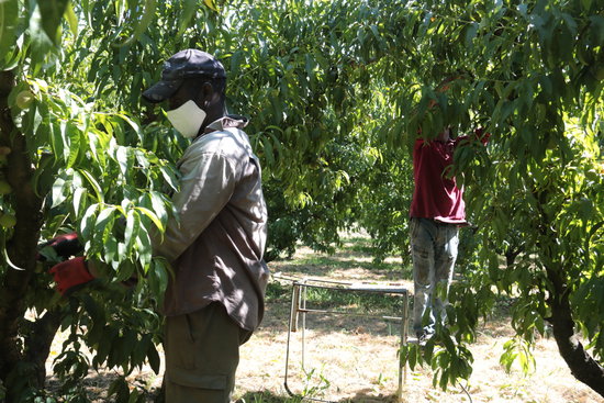 Two seasonal workers on a peach farm in Torres de Segre, July 6, 2020 (by Salvador Miret) 