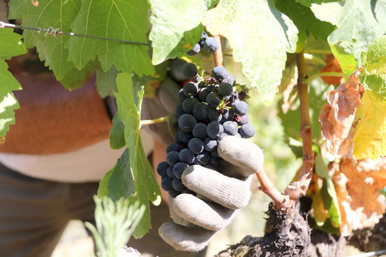 Gathering grapes at a vineyard in Torroja del Priorat, September 4, 2020 (by Eloi Tost)