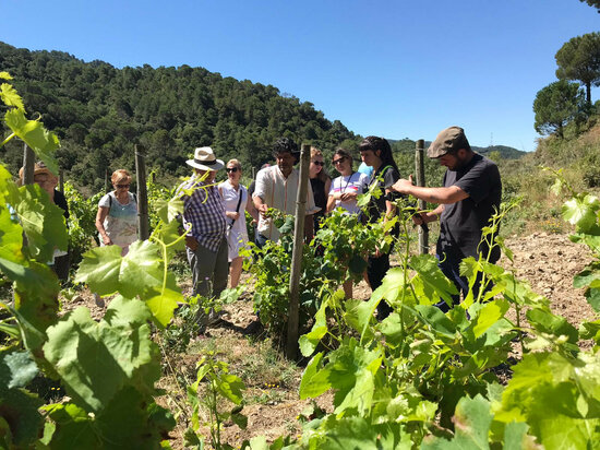 Some people visit some vineyards in the DO Tarragona, on April 21, 2021 (by DO Tarragona)