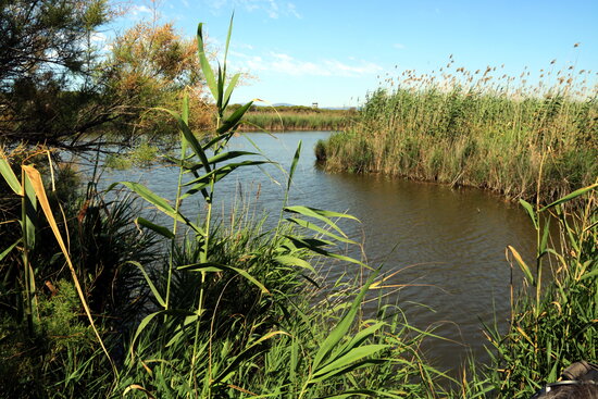 Image of La Ricarda lagoon, next to Barcelona airport, on June 9, 2021 (by Àlex Recolons)