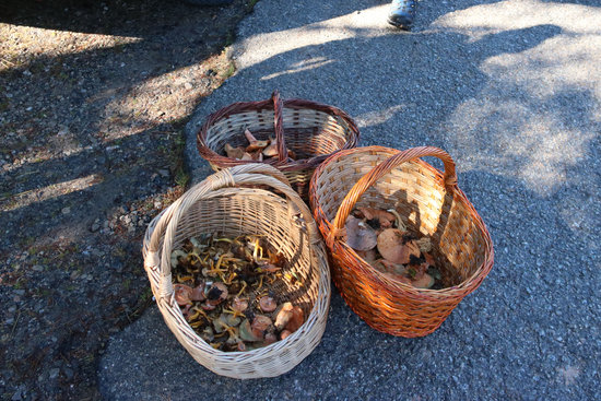 A mushroom picker's basket (by Carola López)